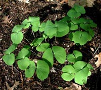 Picture of Twinleaf plant showing cleft leaves.