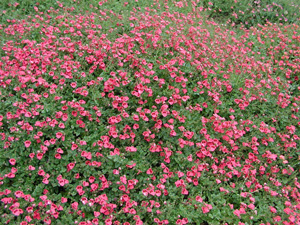 Picture of twinspur, Diascia.