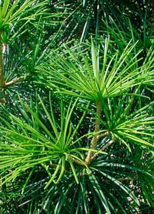 Picture of umbrella leaves.