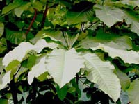Picture of magnolia, large green tropical leaves.