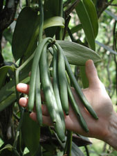 Picture of Vanilla Beans