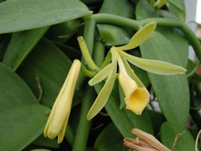 Picture of a Vanilla blooms