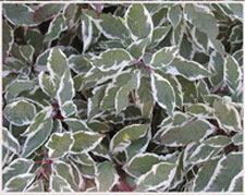 Picture of Variegated Redstem Dogwood leaves.
