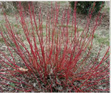 Picture of a Variegated Redstem Dogwood stems.