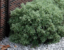 Picture of Variegated Redstem Dogwood plant.