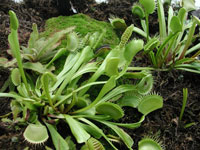 Picture of a venus flytrap plant.