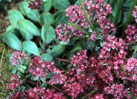 Picture closeup of Vera Jameson Sedom broccoli-like heads of red flowers.