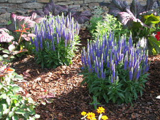 Picture of Veronica Blue plants