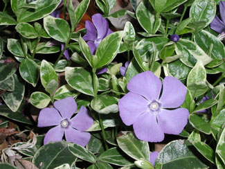 Picture of flowers, 'Ralph Shugert' Vinca Minor