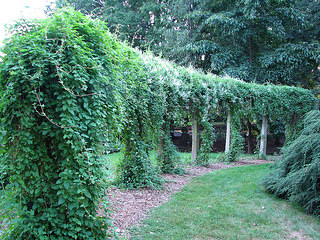 Picture of Vines