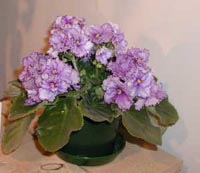 Purple African Violets