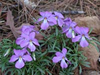 Picture closeup of bright purple Birdsfoot Violet flowers with white centers and birdsfoot-like leaves.