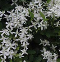 Picture of Virigin's Bower vine with white x-shaped flowers.