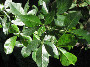 Picture of a wafer ash or hop tree.