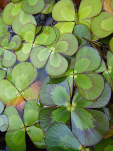Picture of water clover.