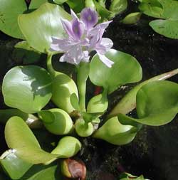 Picture of a water hyacinth