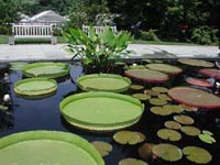 Picture of large green circular lily pads in landscaped pond.