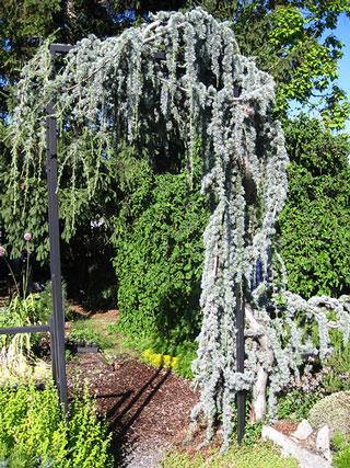 Picture of a blue atlas, weeping conifer.