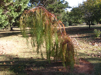 Picture of a bald cypress, weeping confier.