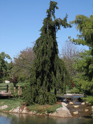 Picture of a Norway Spruce, weeping conifer.