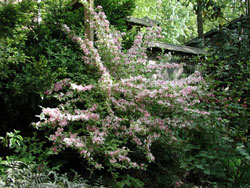 Picture of Weigela plant.