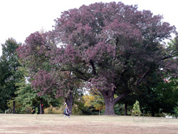 Picture of a White Ash.