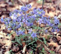 Picture clsoeup of Wild Sweet William plant with blue flowers.