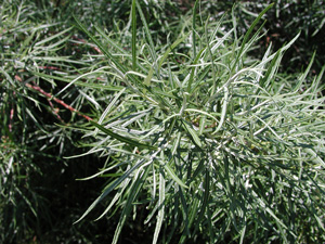 Picture of a rosemary willow.