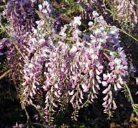 Picture closeup of wisteria vine showing purple cascading flower cluster.