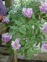 Picture of American Wisteria