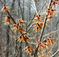Picture of the branch of a witch hazel tree