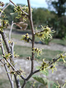 Hamamelis virginiana: 'Witch Hazel', College of Agriculture, Forestry and  Life Sciences