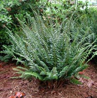 Picture of a Christmas Fern.