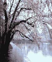 Picture of Yochino Cherry tree next to pond. Tree is in bloom with pink flowers.
