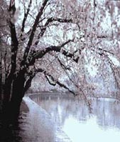 Picture of Yochino Cherry tree next to pond.  Tree is in bloom with pink flowers.