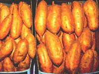 Picture of boxes of harvested Sweet Potatoes.