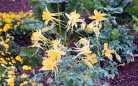 Picture of Yellow Queen Columbine with yellow flowers having long spurs.