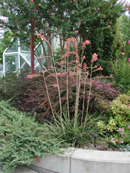 Picture of a red Yucca plant