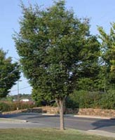 Picture of a Japanese Zelkova tree.