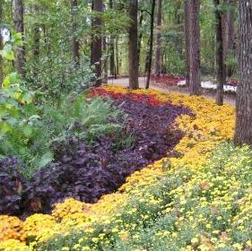 colorful annuals in a shade garden in Arkansas