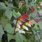 colorful fall blooming vine called spanish flag of the morning glory family