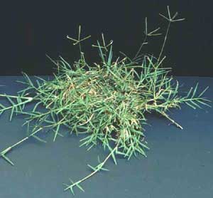 Picture of a clump of Bermudagrass.