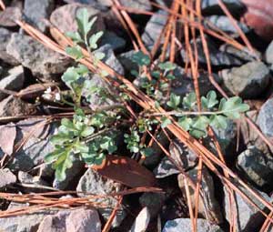 Picture closeup of small Hairy Bittercress plant growing in gravel.