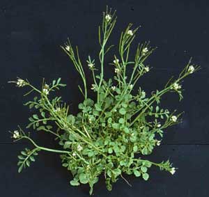 Picture of Hairy Bittercress clump with tiny white flowers.