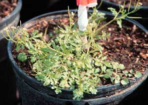 Picture of Hairy Bittercress growing in plant container.
