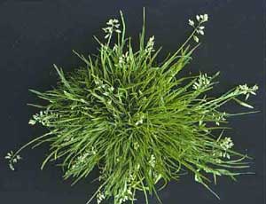 Picture of Annual Bluegrass clump. Picture of Annual Bluegrass clump.
