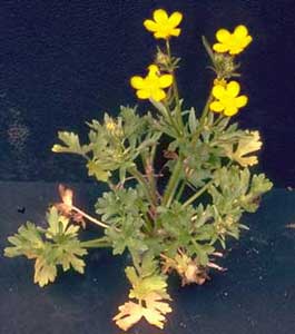 Picture closeup of Small Flowered Buttercup clump with small yellow flowers.