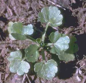 Picture closeup of Small Flowered Buttercup seedling.