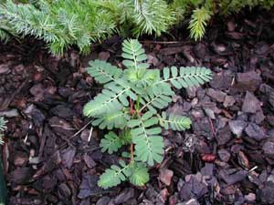 Picture of small Chamberbitter seedling growing in bark mulch. Picture of small Chamberbitter seedling growing in bark mulch.