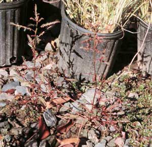 Picture of two mature Chamberbitter plants growing graveled area.
